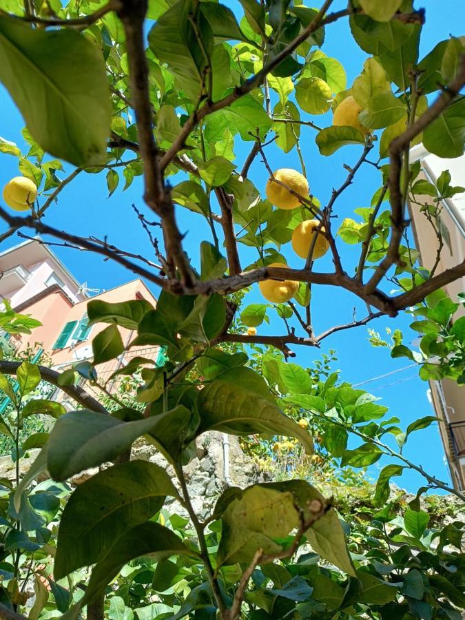 Lemons House Apartment Monterosso al Mare Bagian luar foto